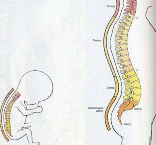 脊柱康復(fù) 脊柱康復(fù)